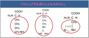 解決 塩基性アミノ酸と酸性アミノ酸の分類
