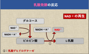 解決 アルコール発酵とは 乳酸発酵とは