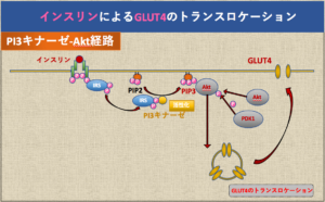 解決 解糖はどのようにして調節されているのか
