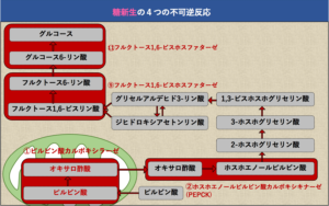 解決 糖新生はどのようにして行われているのか