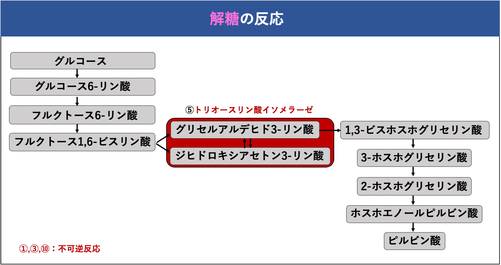 解決 解糖はどのようにして行われているのか