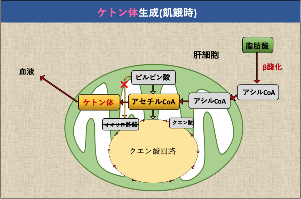 カトー・カッツ法はどのように行われるのですか?