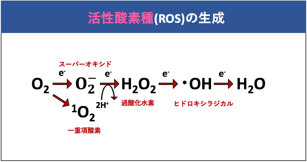 【解決】ミトコンドリアでの「活性酸素」はどのようにして生成・除去されているのか？