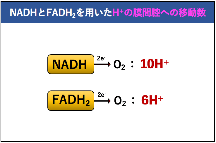 【解決】グルコース1分子あたりのATP合成量はいくつ？