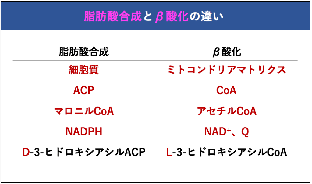 【解決】プリンヌクレオチドとピリミジンヌクレオチドの分解についてわかりやすく解説してみた