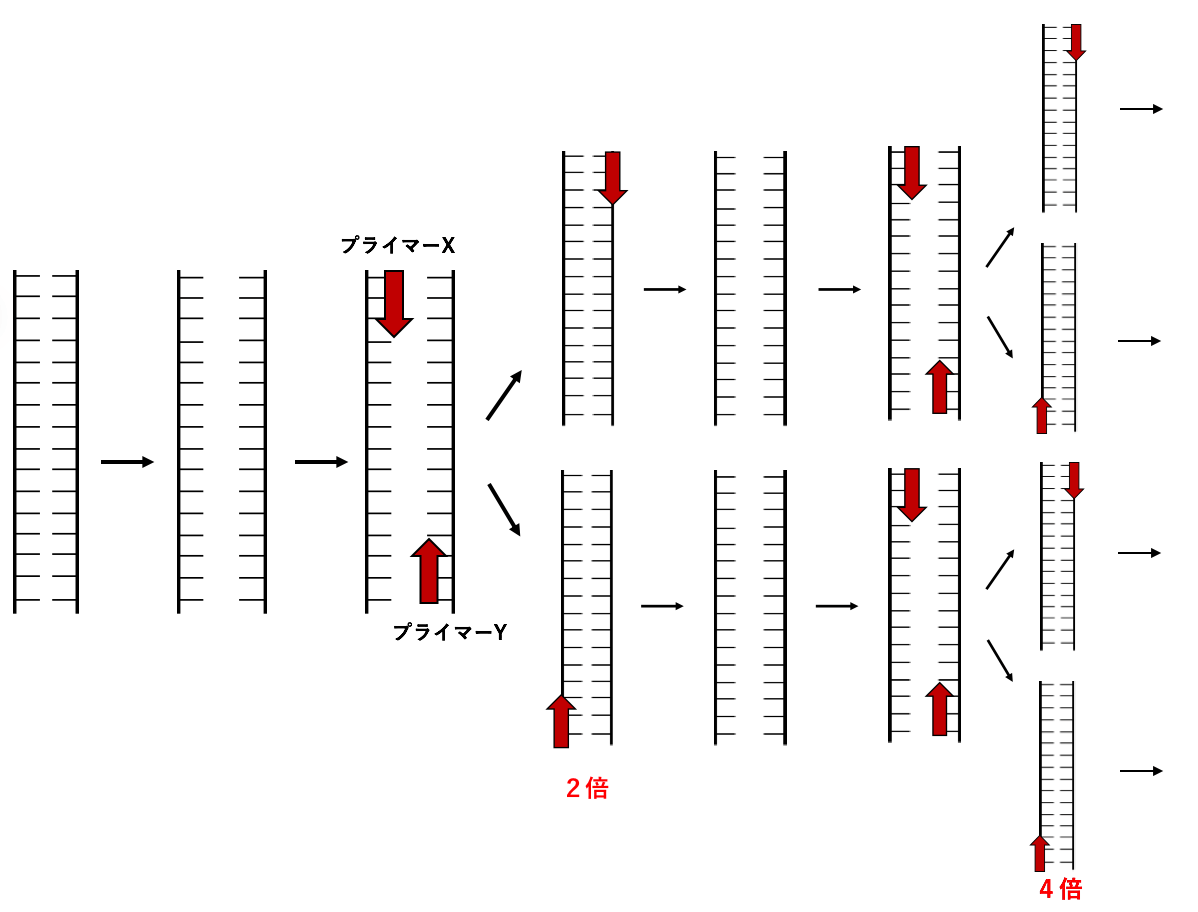 解決】PCRの原理がよく分かる！PCR法の長所・短所とは