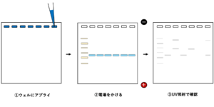 電気泳動