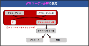 解決 グリコーゲン分解はどのようにして行われているのか