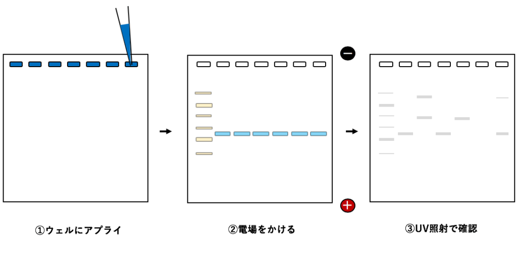 ラボで行われる作業の概要