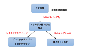 解決 必須脂肪酸とエイコサノイドの生合成 脂肪酸の役割