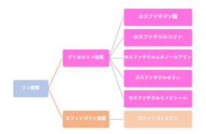 解決 脂質の構造と性質 単純脂質と複合脂質の違い