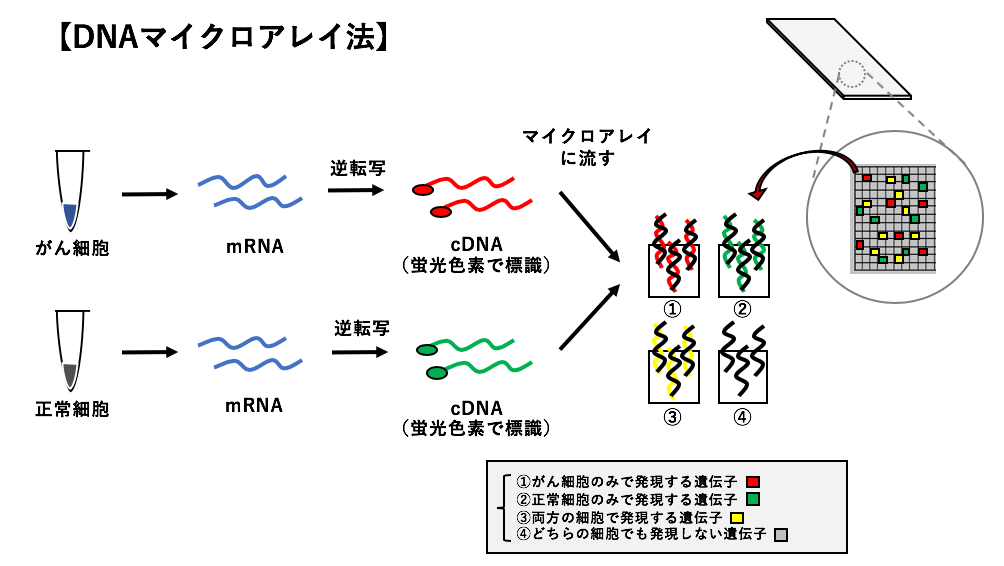 解決 Dnaマイクロアレイによる遺伝子発現の網羅的解析 利点と欠点