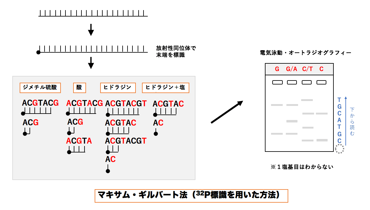 解決 サンガー法の原理とdnaシークエンサーによる自動化