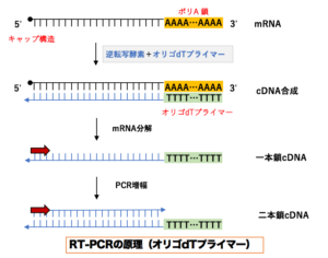定量PCR