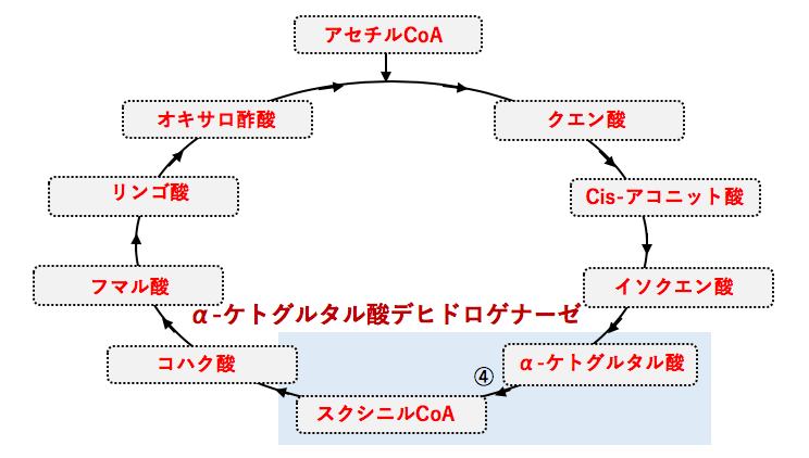 スクシニル・コリンのリーフレット