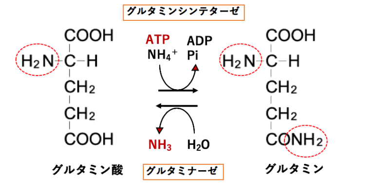 【解決】グルタミン酸とグルタミンを介したアンモニアの体内輸送