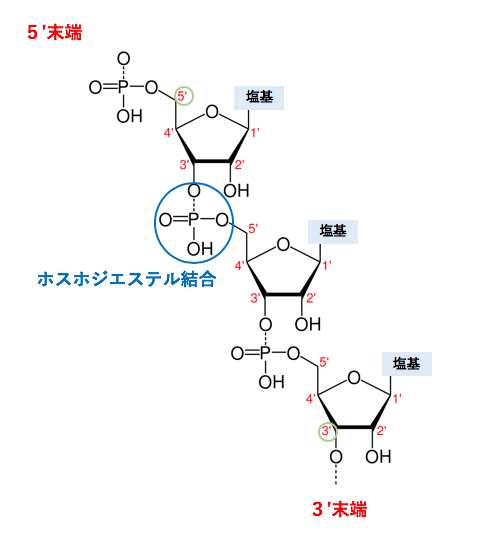 解決 Dnaとrnaの構造や性質の違い