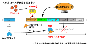 解決 ラクトースオペロンについて分かりやすく解説してみた