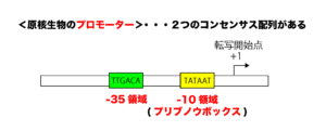 解決 原核生物と真核生物の転写制御の仕組みの違い 解決 原核生物と真核生物の転写制御の仕組みの違い