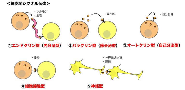 1)シグナル分子やシグナル伝達の考え方(①細胞間シグナル伝達)シグナル分子やシグナル伝達の考え方 ①細胞間シグナル伝達