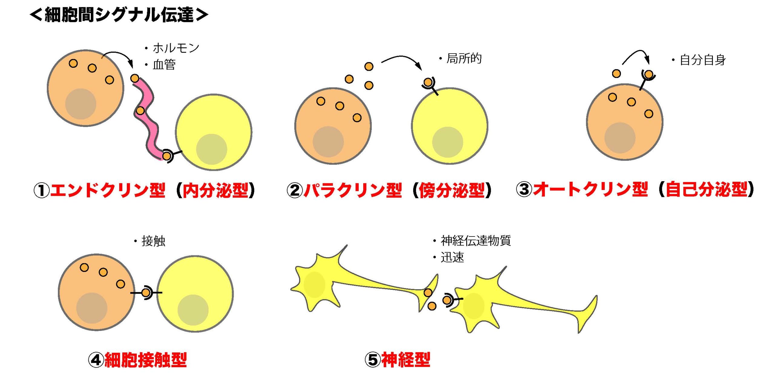 細胞間物質