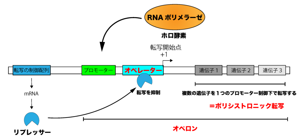 【解決】原核生物の転写調節の仕組みをわかりやすく解説してみた