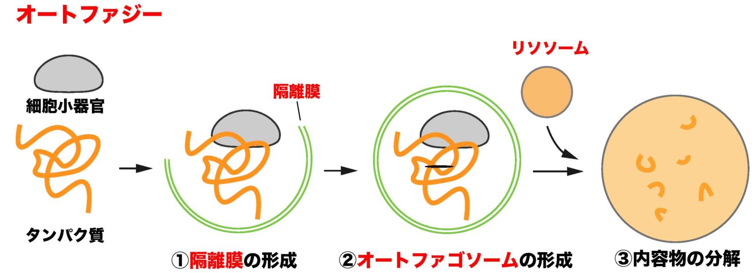 【解決】RuBisCO(ルビスコ)と光呼吸についてわかりやすく解説してみた
