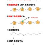 クロマチン免疫沈降（ChIP）の流れ