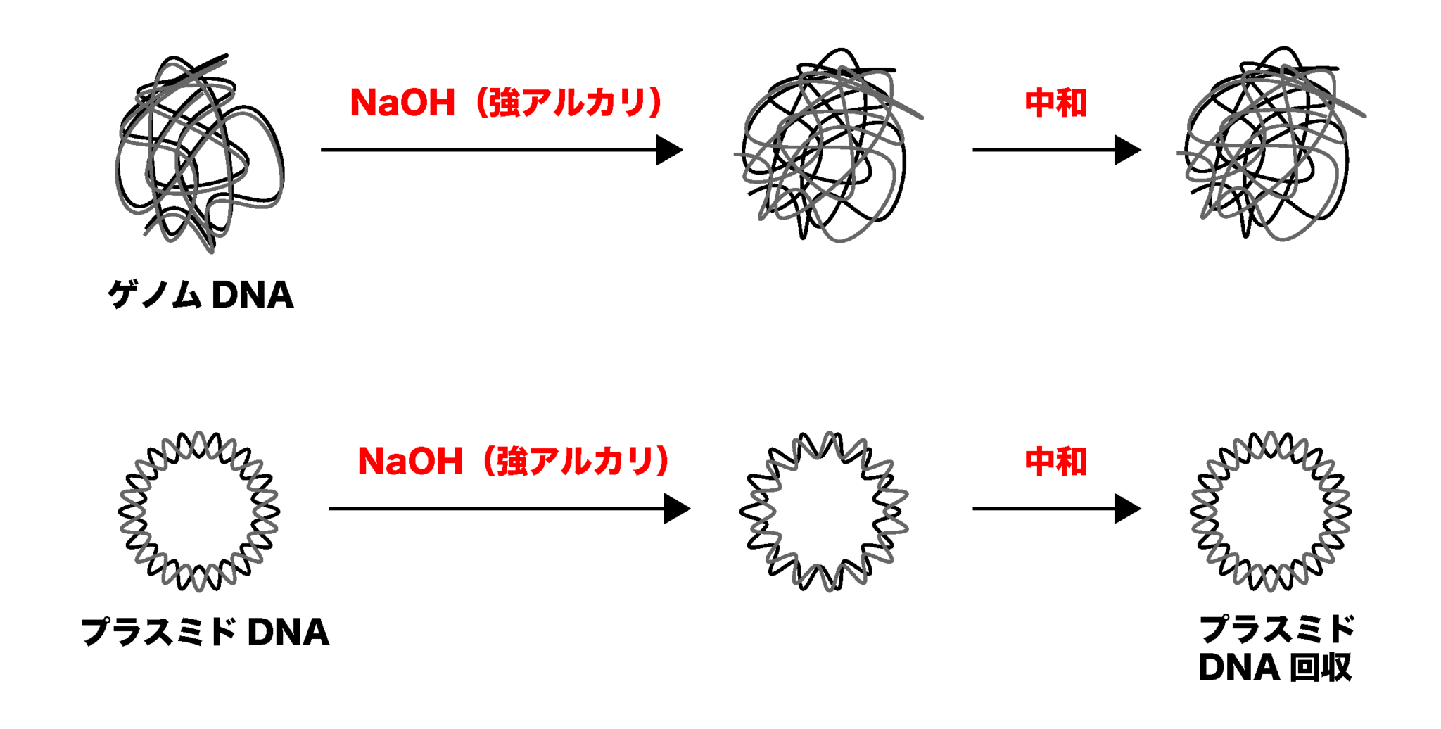 【解決】プラスミドDNAの抽出法について