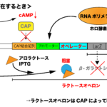 ラクトースオペロン（グルコースが存在するとき）