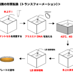 大腸菌の形質転換