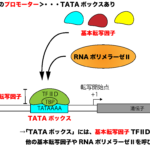 真核生物のプロモーター