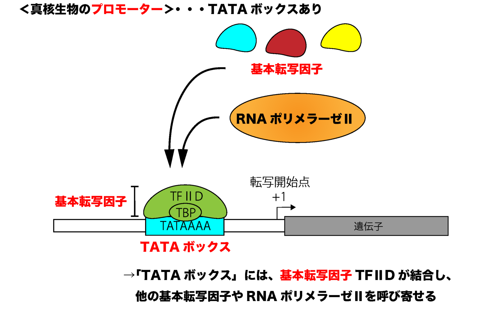 【解決】翻訳の仕組みをわかりやすく解説してみた①（アミノアシルtRNA合成酵素、リボソーム）