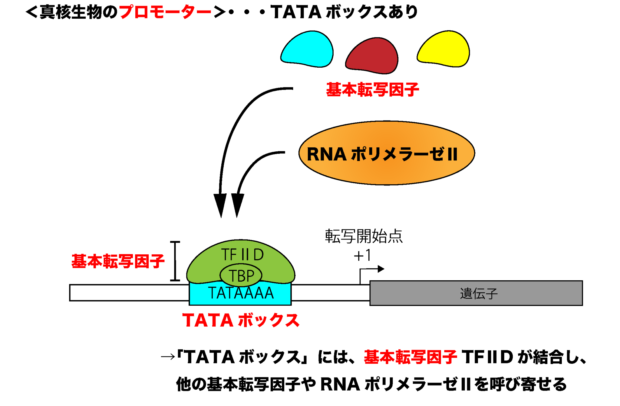 原核生物 - Prokaryote - JapaneseClass.jp