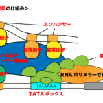 真核生物の転写調節の仕組み