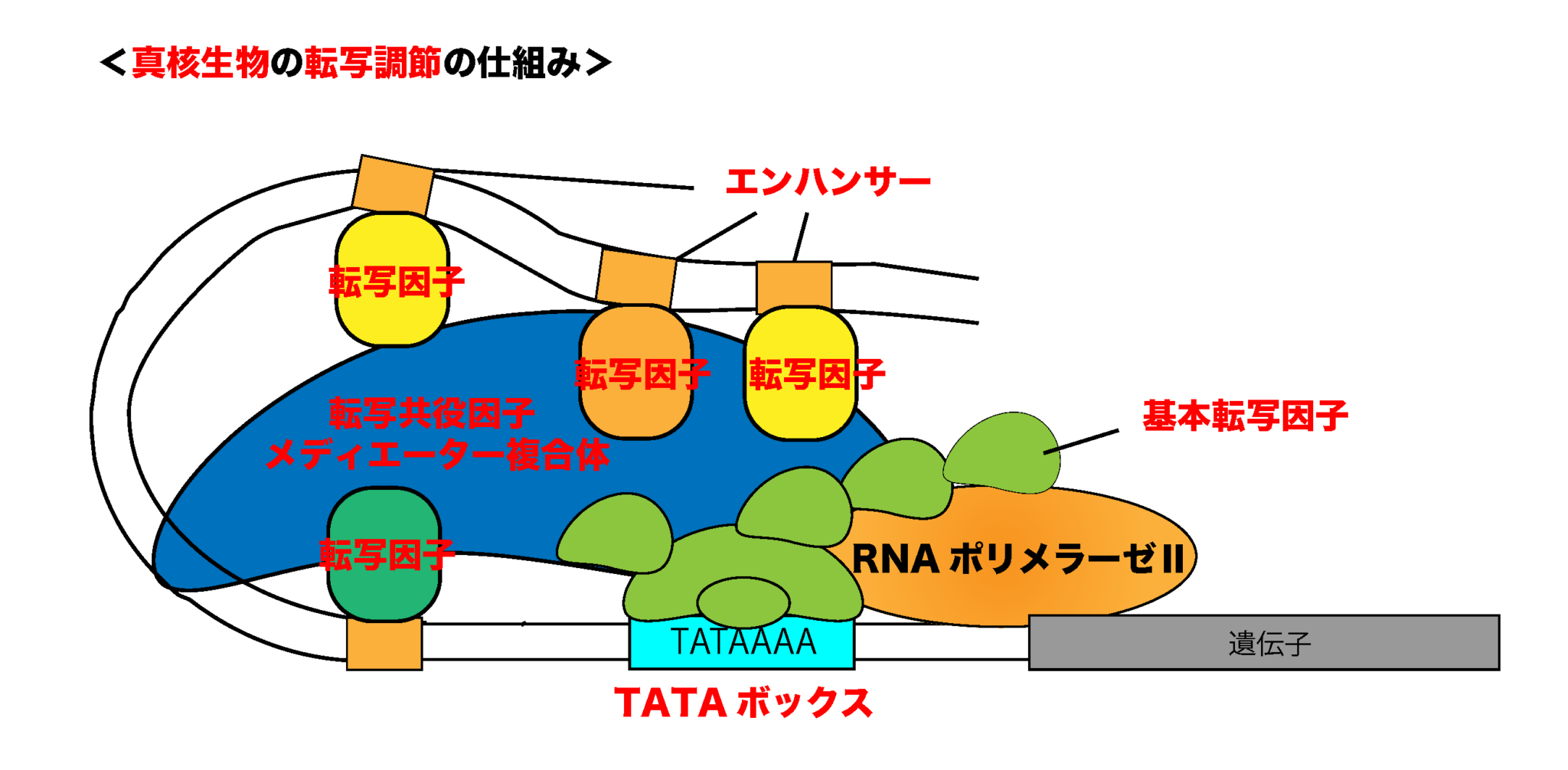 原核生物 - Prokaryote - JapaneseClass.jp