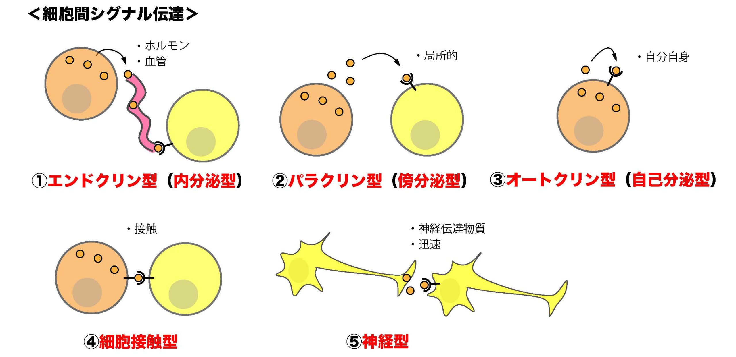 細胞間シグナル伝達の種類
