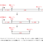 遺伝子の構成（ORF、UTR）について