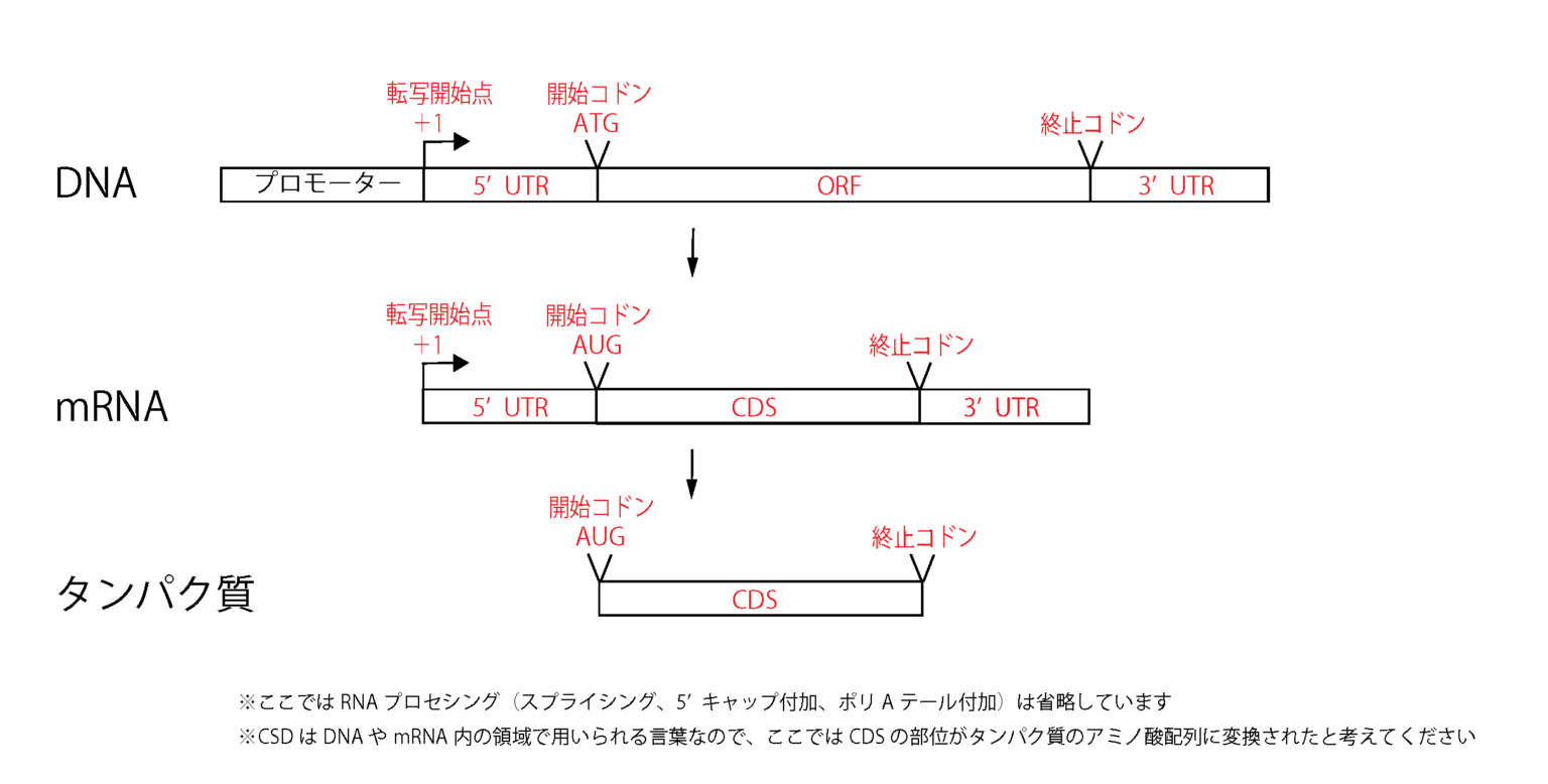 【解決】転写開始点、開始コドン、非翻訳領域（UTR）の位置関係