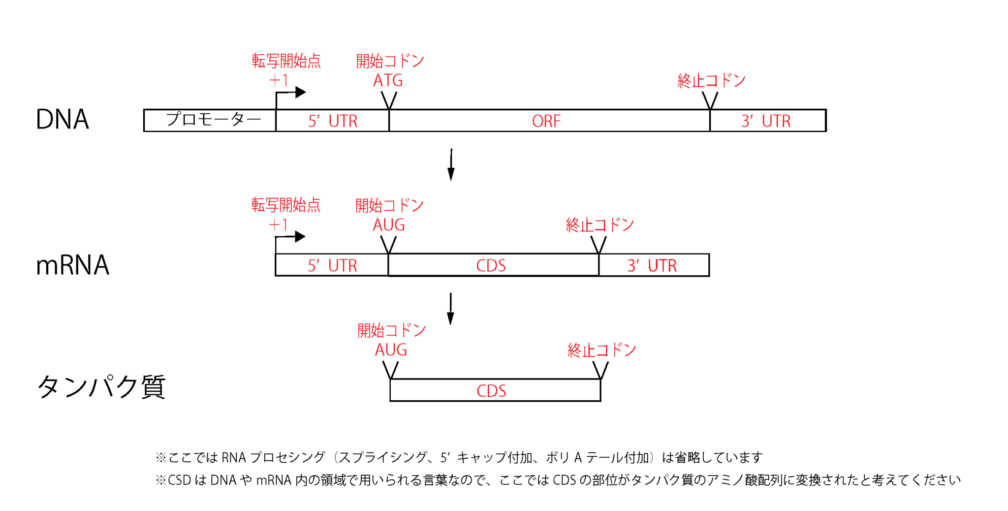 非保護領域 (ひほごりょういき) JapaneseEnglish Dictionary JapaneseClass.jp