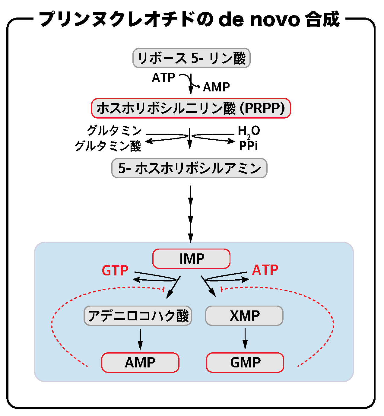 解決】プリンヌクレオチドのde novo合成の仕組みをわかりやすく解説してみた