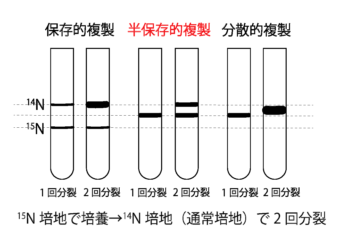 1)DNA複製の仕組みとテロメアDNA複製の仕組みとテロメア