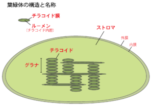 解決 光合成についてわかりやすく解説してみた