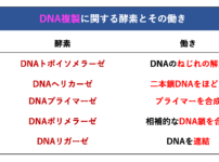 DNA複製を行う５種類の酵素