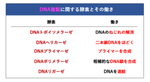 DNA複製を行う５種類の酵素