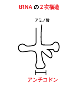 tRNAの二次構造