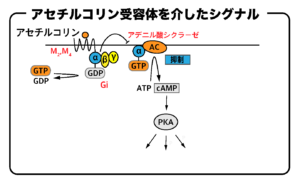 アセチルコリン受容体（Gi）を介したシグナル伝達の流れ