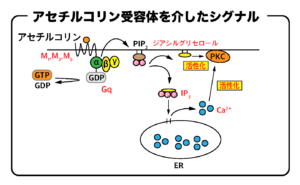アセチルコリン受容体（Gq）を介したシグナル伝達