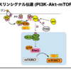 インスリンシグナル伝達（PI3K-Akt-mTORC1）の流れ