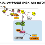 インスリンシグナル伝達（PI3K-Akt-mTORC1）の流れ